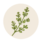 TIMOQUINONA: EL ESCUDO ANTIINFLAMATORIO