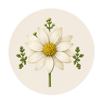 Timoquinona